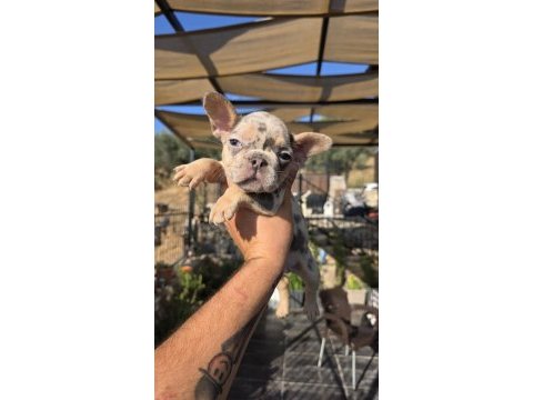 French bulldog köpeği blue merle tan isabella carrier
