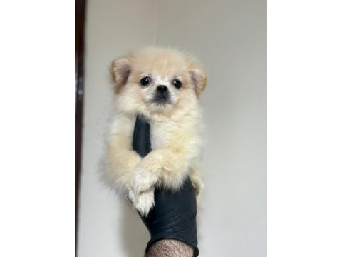 Pomeranian spitz bebeklerimiz yuvasını arıyor