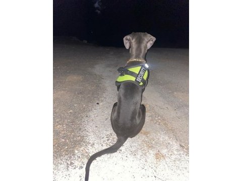 Cane corso blue 7 aylık erkek yavru