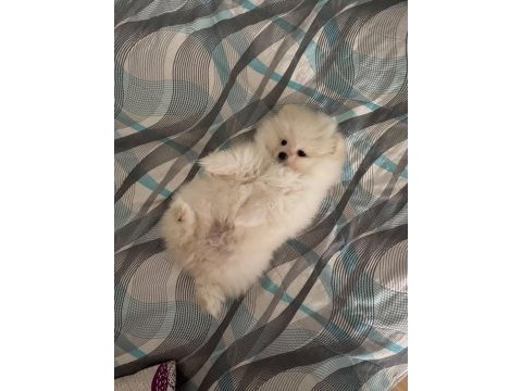 Oyun cambazı pomeranian köpeğim