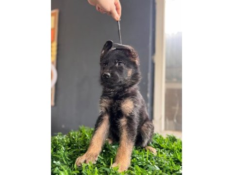 Burkemden a kalite alman çoban köpeği yavrumuz