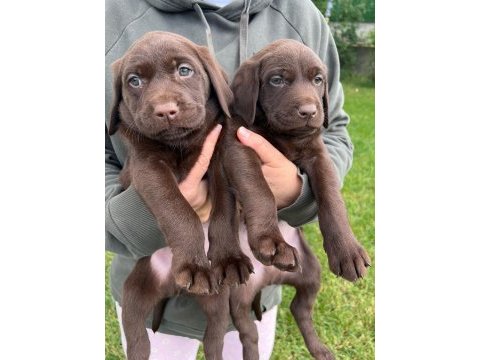 Çikolata labrador ırk garantili sevimli yavrular