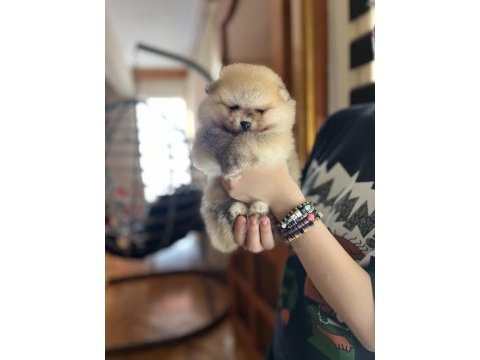 Pomeranian biblo suratlı bebekler