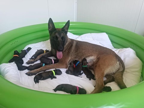 Safkan working malinois yavrular