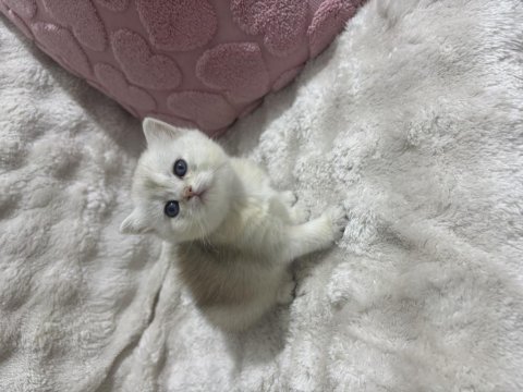 Güzel bebek kedilerime güzel aile arıyorum