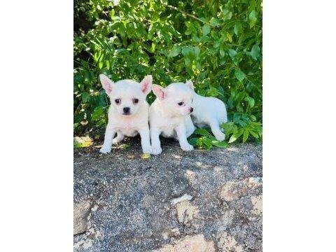 0 numara teacup chihuahua bebekler