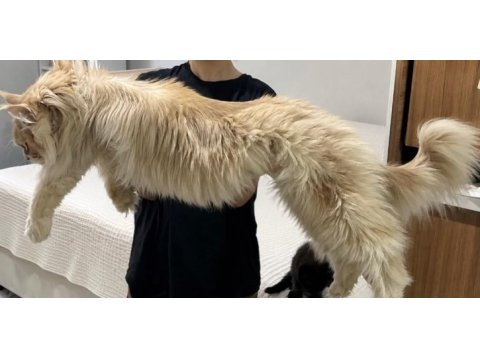 Sağlık ve ırk garantili minik maine coon devler