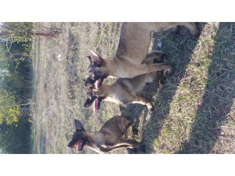 Malinois köpeğimiz