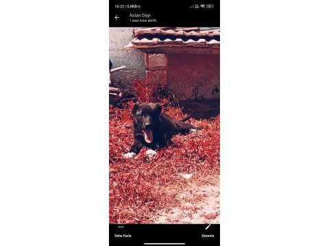 Haymana karası dişi köpeğimiz