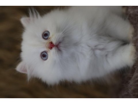 British longhair erkek yavruları