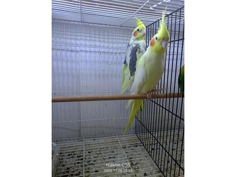 Çift üretim kuşu sultan papağanı
