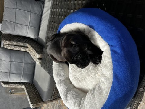 Cane corso yavrularımız