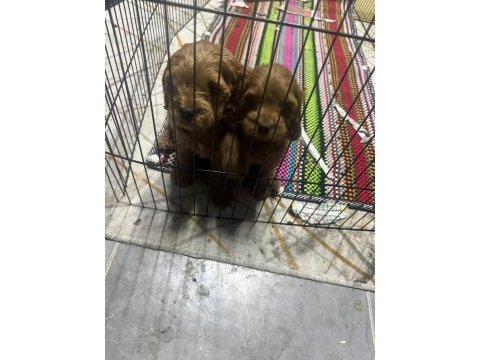 A kalite dişi erkek toy poodle aşıları tam
