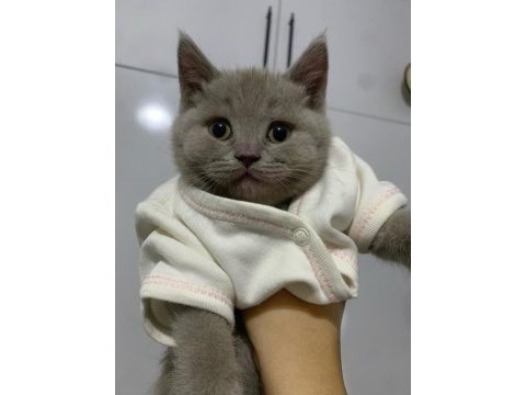 Yakışıklı yavru british shorthair