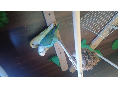 3 adet sevda papağanı
