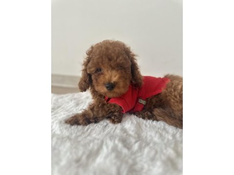 Küçük boy kahverengi toy poodle evde büyüdü