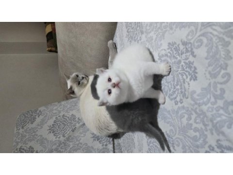 30 günlük british shorthair yavrular yeni evlerini arıyor
