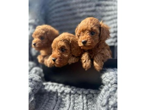 Denizli merkez teslime hazır poodle bebekler