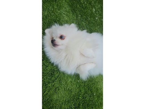 Pomeranian beyaz erkek çok tatlı