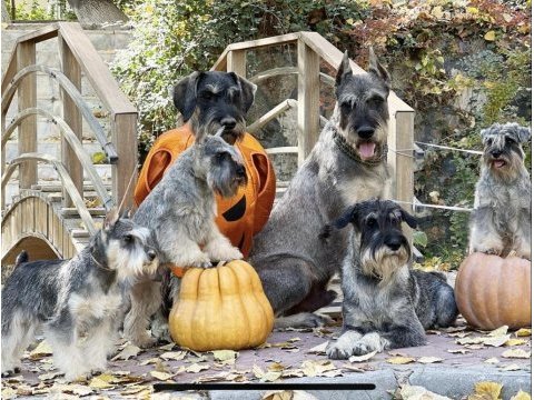 Fcı secereli schnauzer yavruları