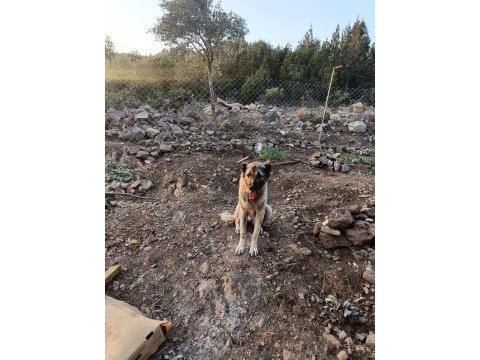 Uluslararası kimliği olan 3 yaşındaki dişi kangal