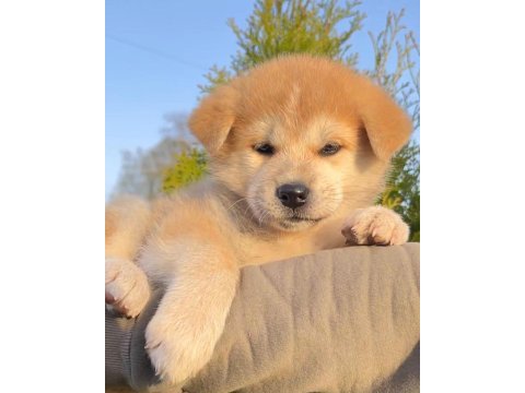 Japon akita inu yavruları