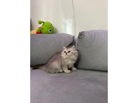 British longhair silver