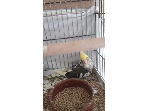 Yeni yeme düşmüş ele atıştırmalık sultan papağanı yavrular