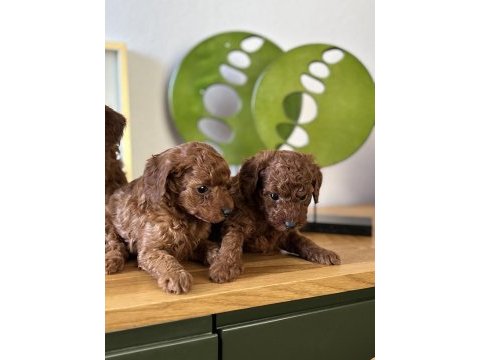 Toy poodle bebeklerim sakarya