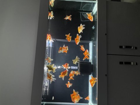 Oranda japon balığı