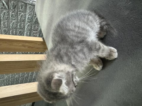 Scottish fold yavru kedimiz
