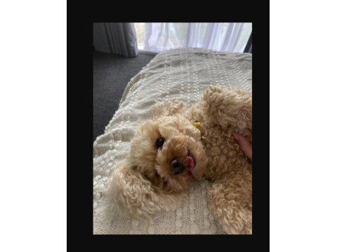 Yetişkin toy poodle dişi köpekler