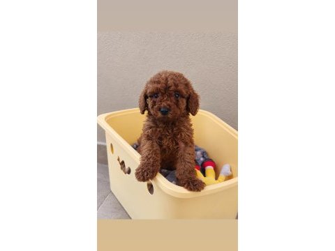 Toy poodle red brown