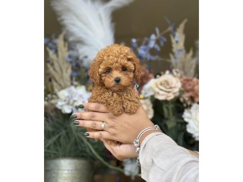 Toy poodle yavrularımız