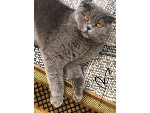 Arkadaşlar 2 yıllık scottish fold kedimi sahiplendiriyorum