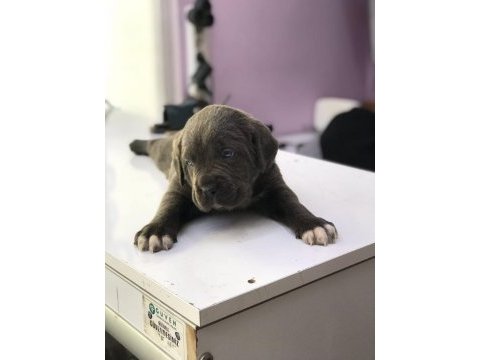 Safkan cane corso yavrular