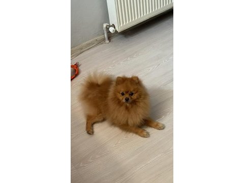 Pomeranian 3 yaşında erkek sahibinden