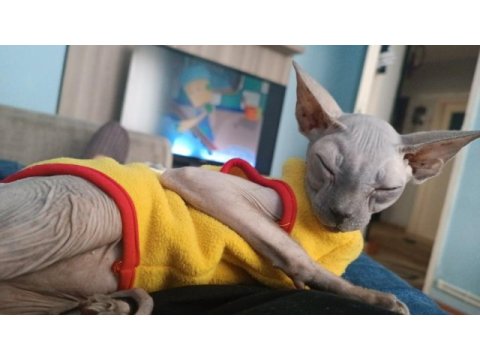 8 aylık egzotik sfenks hızlı olana her ile gönderim var