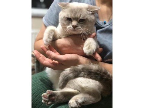 Bluepoint erkek scottish fold