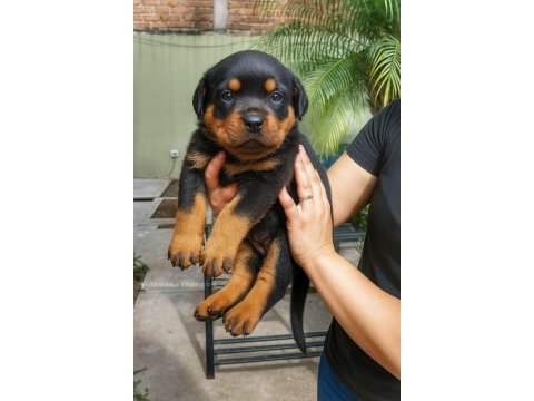 Rottweiler yavrular teslime hazır