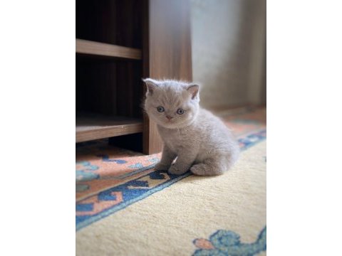 A kalite british shorthair fawn color