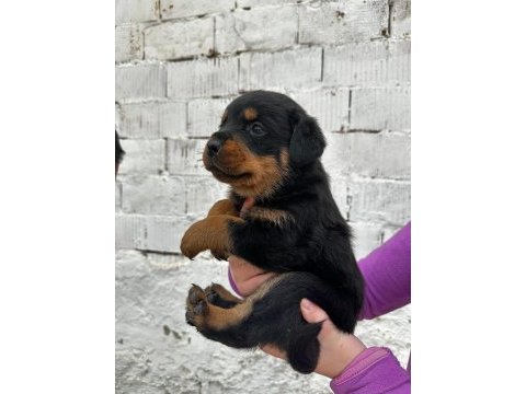 Macar kafa rottweiler