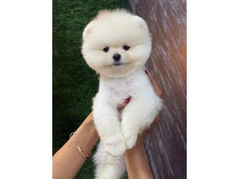 Üst segment sağlık ve ırk garantili pomeranian bebekler