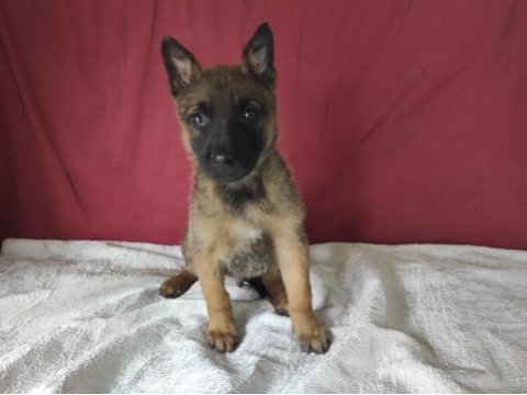 Hayat kısa malinoisler uçuyor