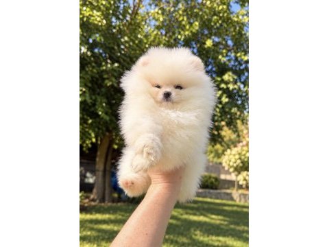 Üst düzey kusursuz karbeyaz pomeranian kızımız