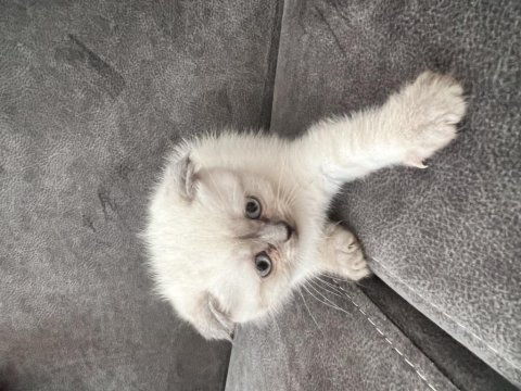 2 aylık scottish fold yavrular