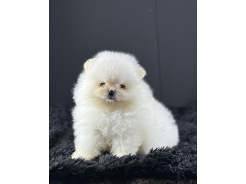 Teddy bear pomeranian yavruları