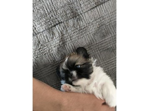 Köpeklerimize çok iyi bakabilecek aile arıyorum