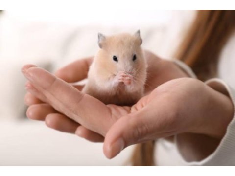 Suriye hamster yavruları