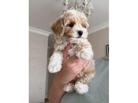 Lokum bebek maltipoo